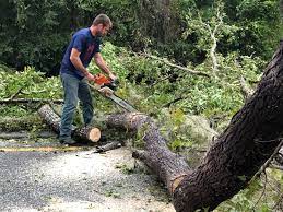 Best Hazardous Tree Removal  in Henagar, AL